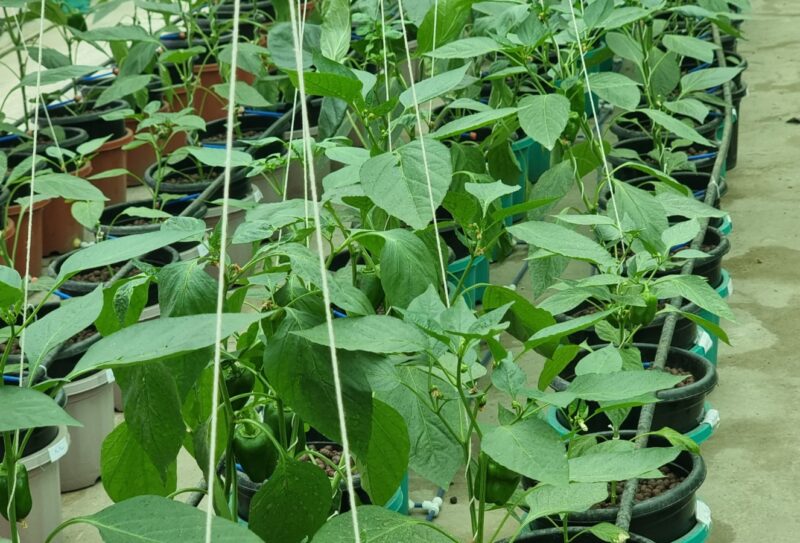 Adaptive Flooding Adaptive Flooding